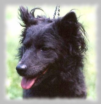 �rkosligeti Fodros Amulett Der�s