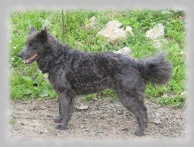 Sz�rkevill�m Eszemadta Di�