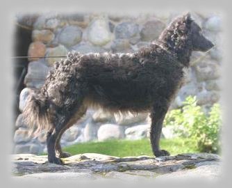 Sz�rkevill�m Hamu Pip�ke