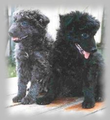 Sz�rkevill�m Hamu Pip�ke �s Sz�rkevill�m Harmat